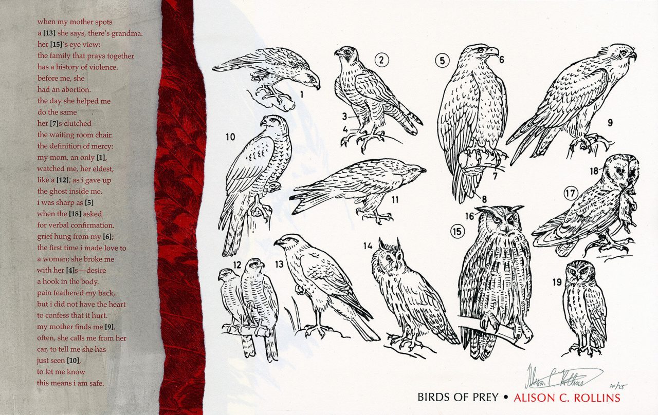 Birds of Prey broadside with text on the left quarter and a collection of bird illustrations on the other 3/4 with a red feather detail in between