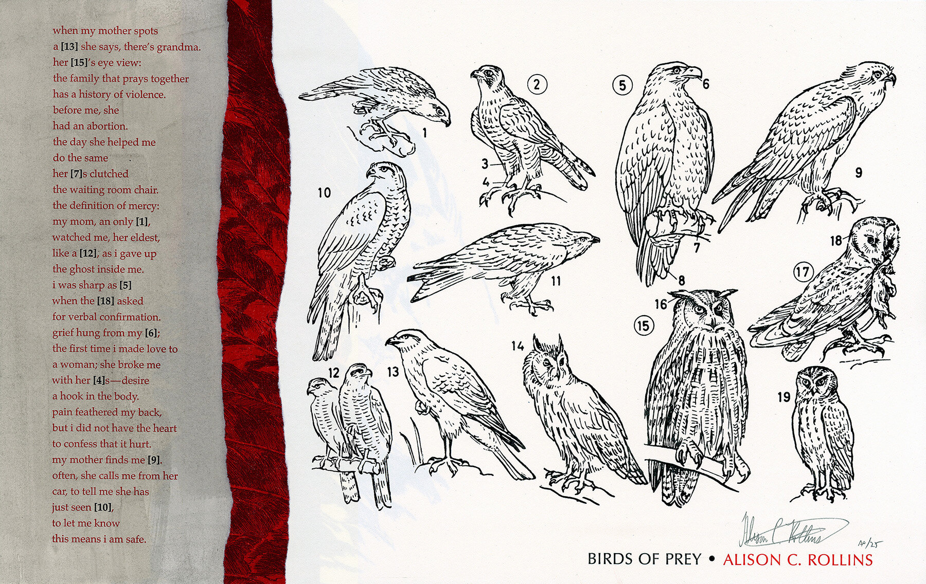 Birds of Prey broadside with text on the left quarter and a collection of bird illustrations on the other 3/4 with a red feather detail in between