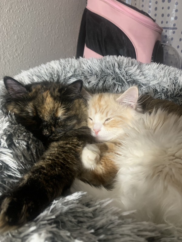 siberian cats willow and kowak'hoya/rooster napping together